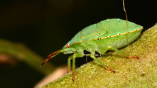 Grüne Stinkwanze_3.jpg